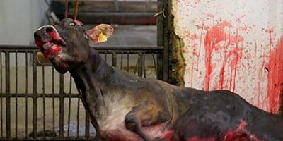 The Meat Industry